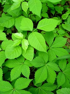 poison-ivy-and-virginia-creeper