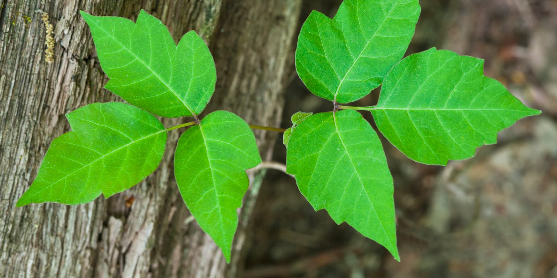Poison Ivy – What Are The Best Ways To Kill?