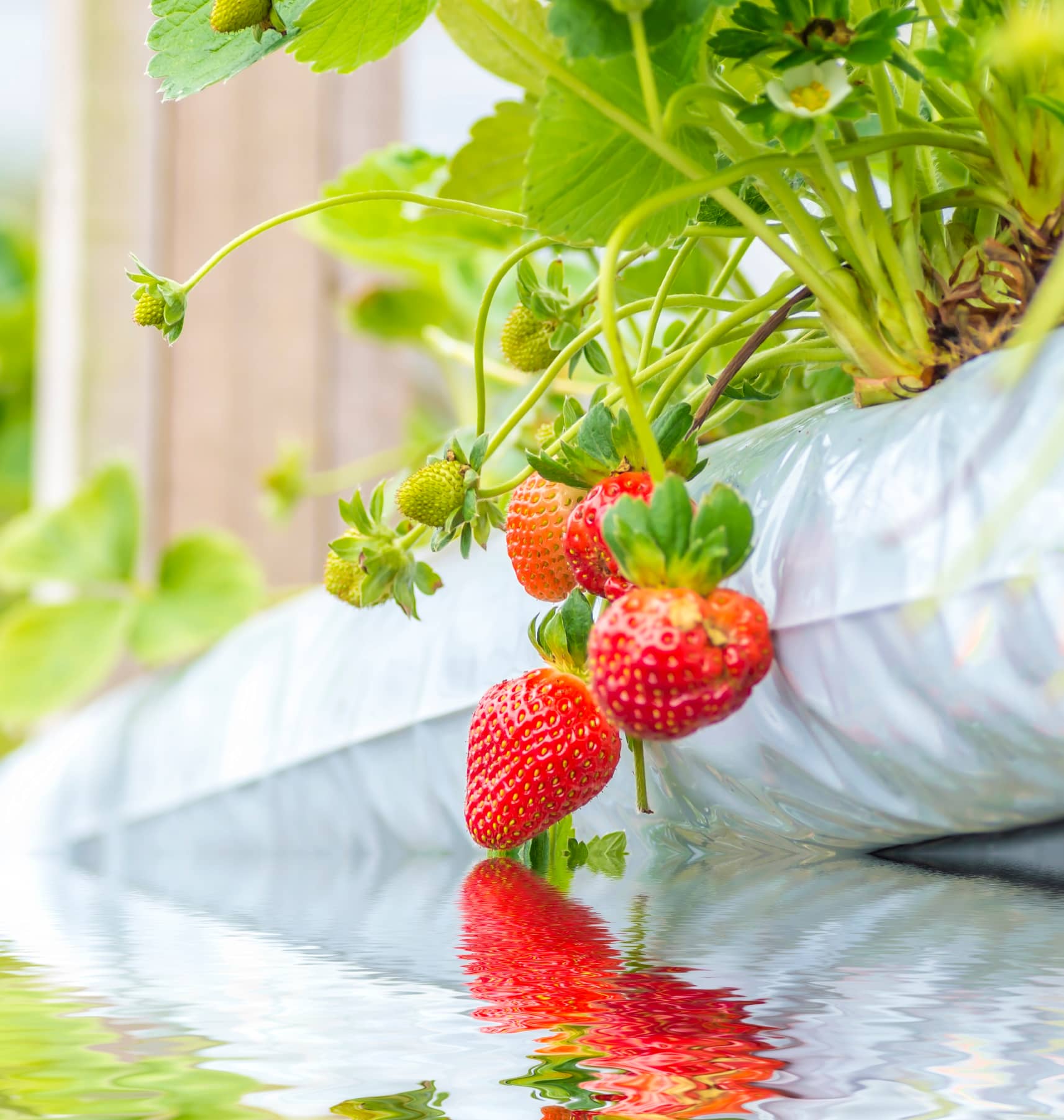 Best Hydroponic System – Buying Guide & Recommendations