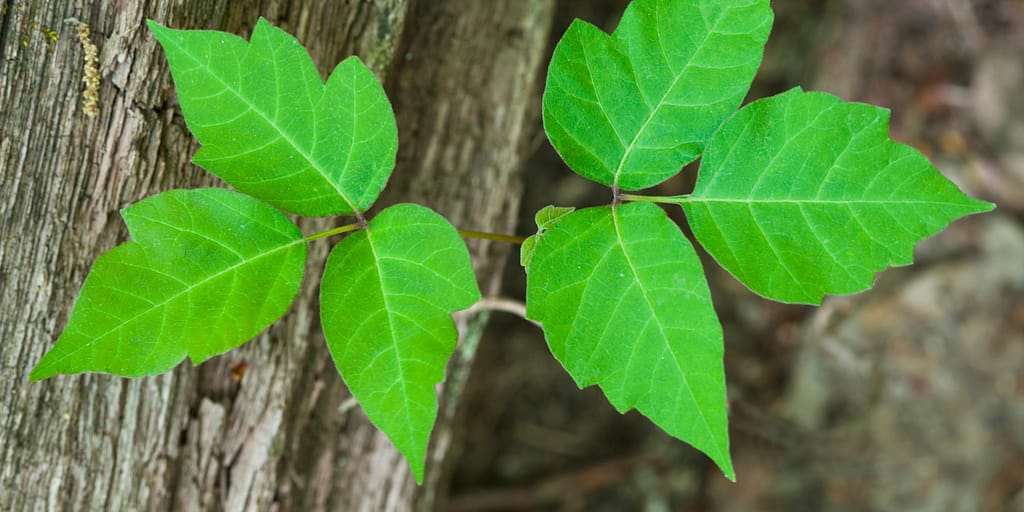 Poison Ivy a poisonous plant.