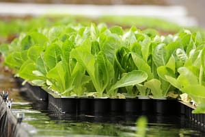 best hydroponic system