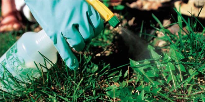 Weed Control: Choosing the Best Weed Killer for Your Garden